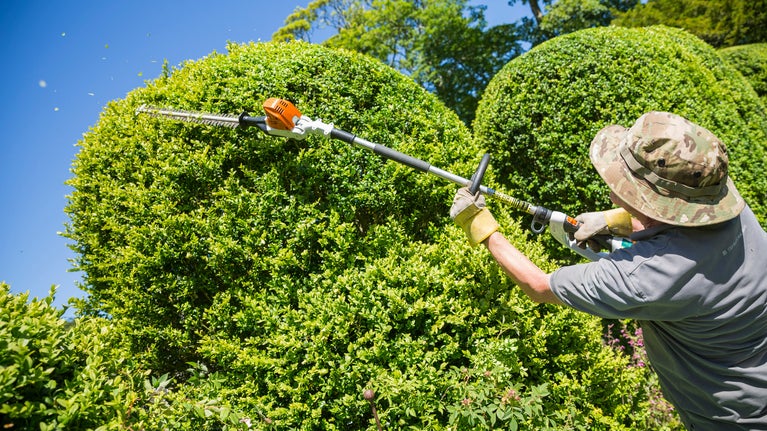 Volunteer gardener trimming the top of a hedge with a hedge cutter in June at Godolphin, Cornwall.